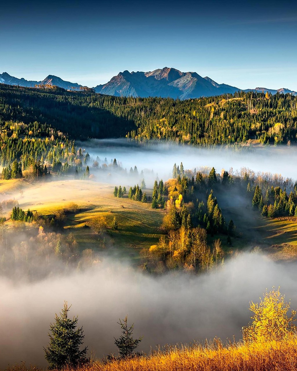 Misty mountains and forest representing family therapy