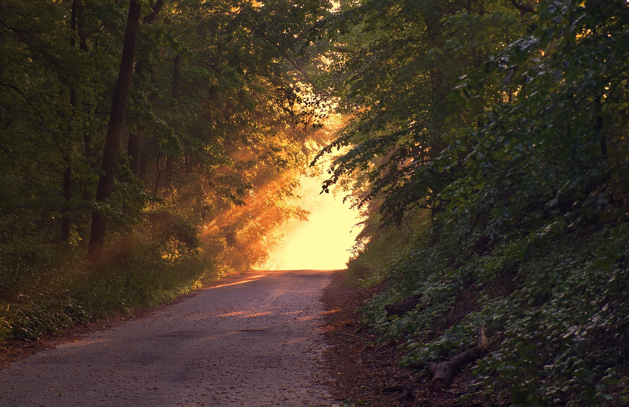 Forest path at sunset representing support for teens and adolescents
